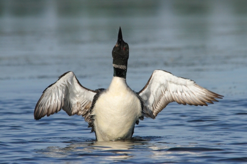 October - Common Loon