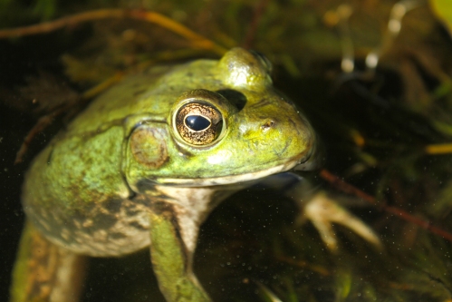 September - Bullfrog
